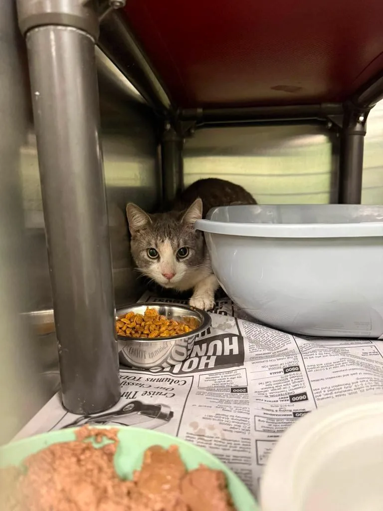 An adult medium-sized male Tabby cat named Milo for adoption in La Porte, IN