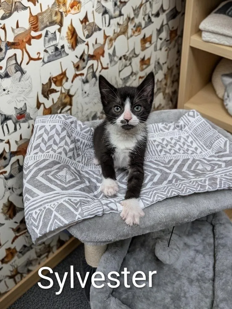 A baby medium-sized male Domestic Short Hair cat named Sylvester for adoption in Jim Thorpe, PA