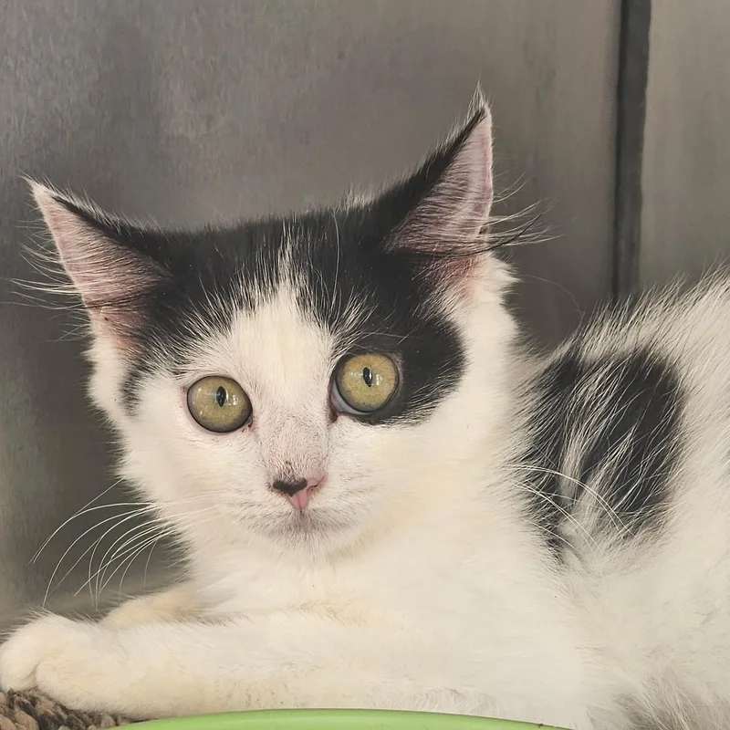 A baby medium-sized female Domestic Medium Hair cat named Acini De Blepy & for adoption in Beltsville, MD