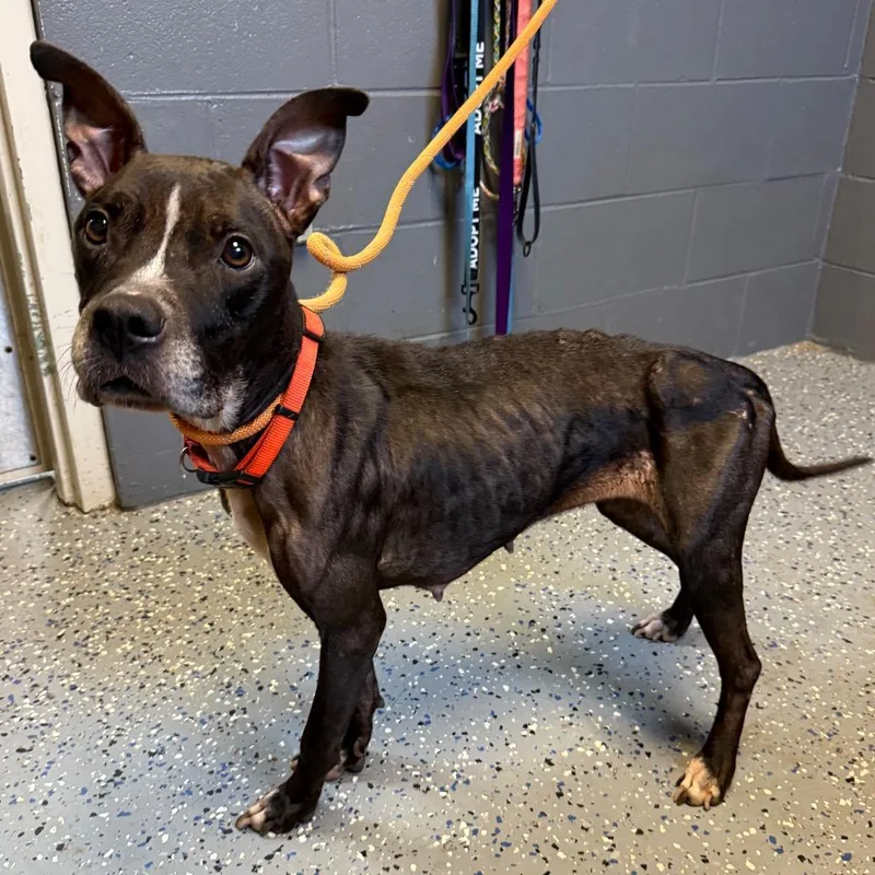 An adult medium-sized female Black Pit Bull Terrier dog named Jasmine for adoption in Tuscaloosa, AL