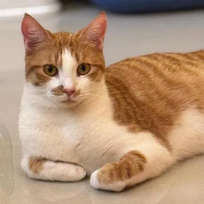 An adult medium-sized male Domestic Short Hair cat named Miska Katter for adoption in Hudson, MA