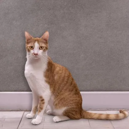 Miska Katter thumbnail 2