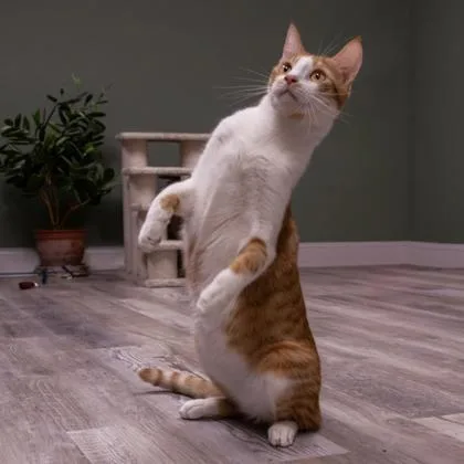 Miska Katter thumbnail 3