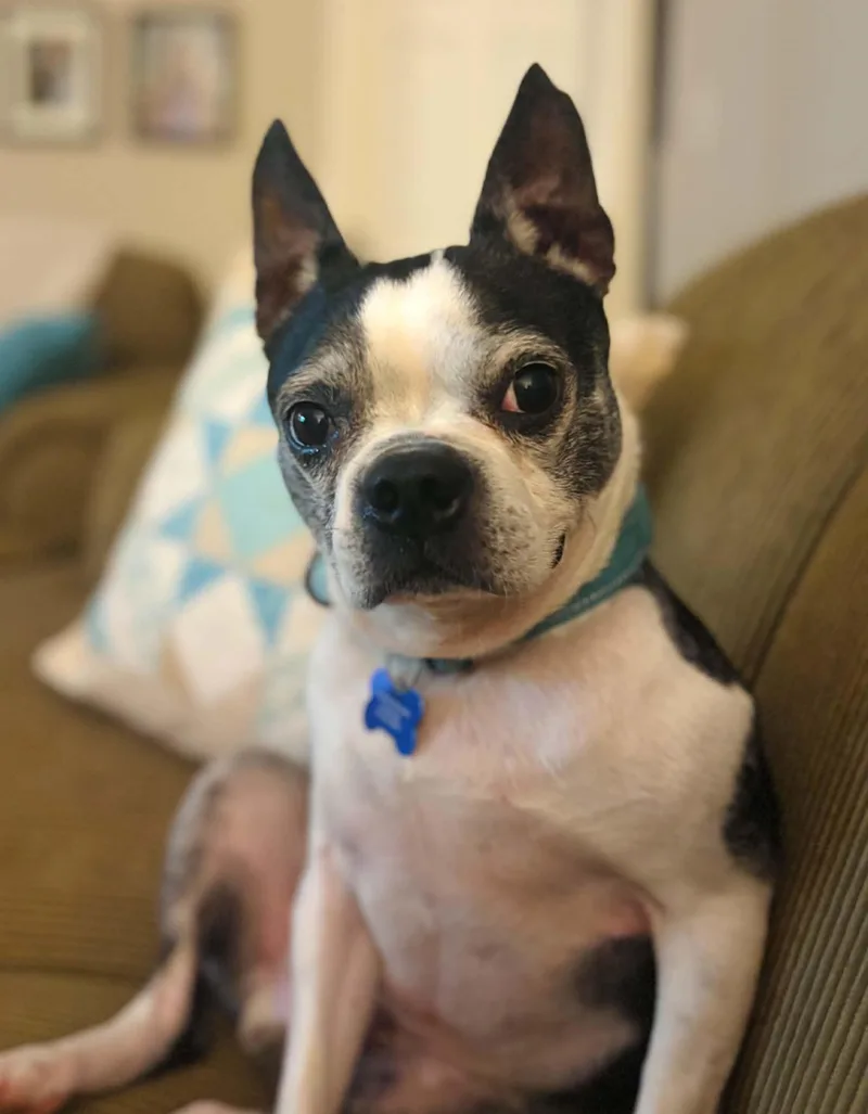 A senior small-sized male Tricolor (Brown, Black, & White) Boston Terrier dog named Bo for adoption in Columbia, MO