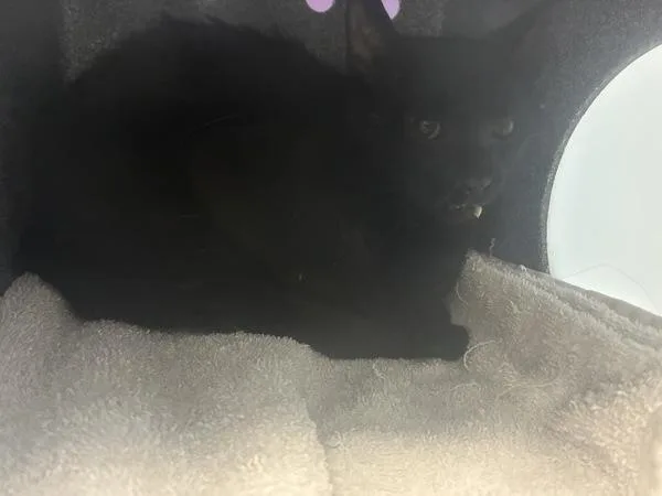 An adult medium-sized male Domestic Short Hair cat named Batty for adoption in Salt Lake City, UT