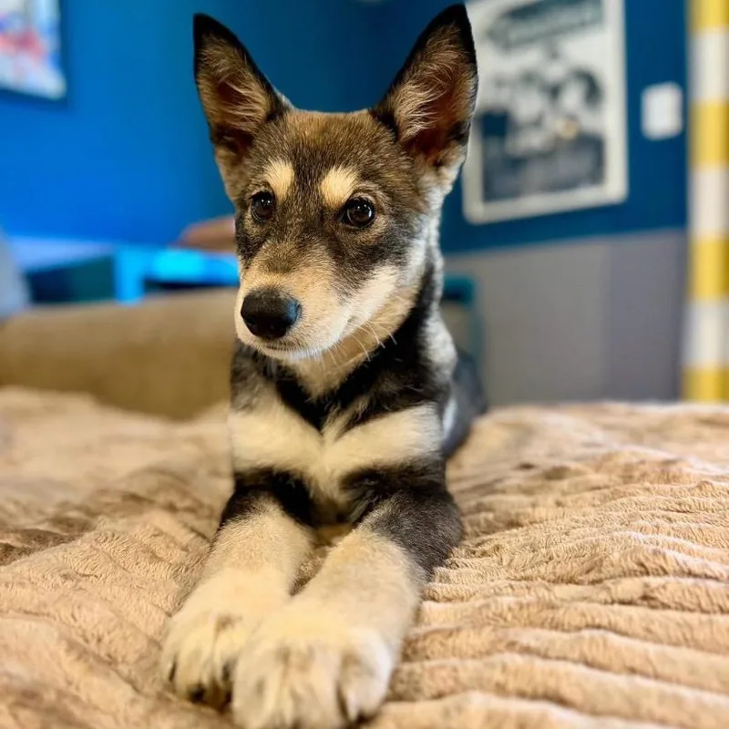 A baby medium-sized female German Shepherd Dog dog named Stevie Knicks for adoption in Philadelphia, PA