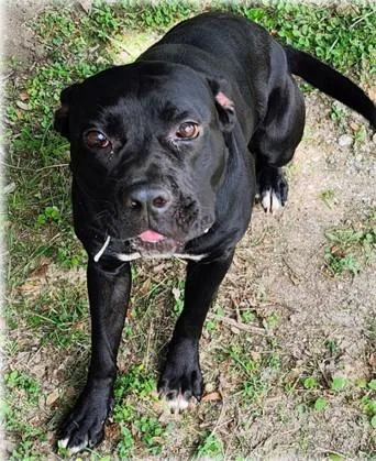 A young large-sized female Staffordshire Bull Terrier dog named Darlin for adoption in Houston, TX