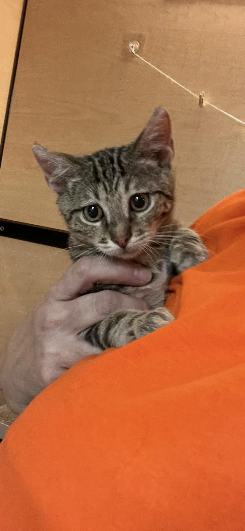 A young medium-sized male Gray / Blue / Silver Domestic Short Hair cat named Hunter for adoption in Scottsdale, AZ