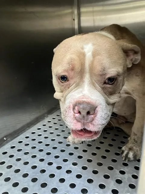 A young medium-sized male Mixed Breed dog named King for adoption in Dallas, TX