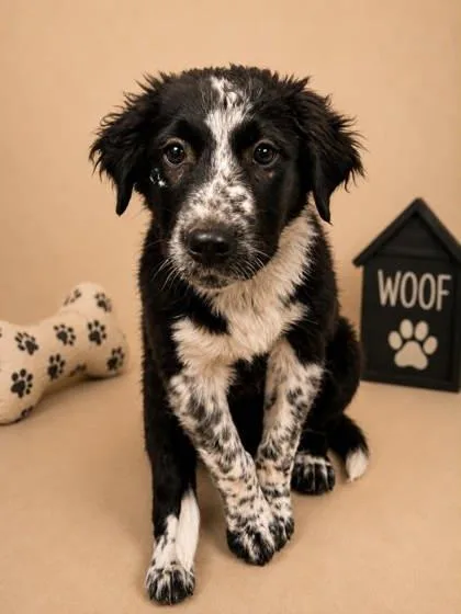 A young small-sized male Australian Cattle Dog / Blue Heeler dog named Dice for adoption in Bowling Green, KY