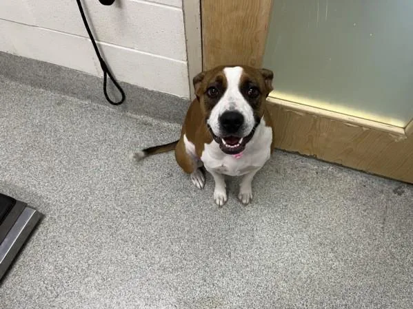 A young large-sized female Pit Bull Terrier dog named Sally for adoption in Loveland, CO