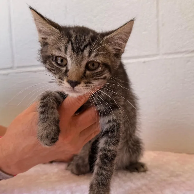 A baby small-sized male Black Domestic Short Hair cat named Truman for adoption in Evensville, TN