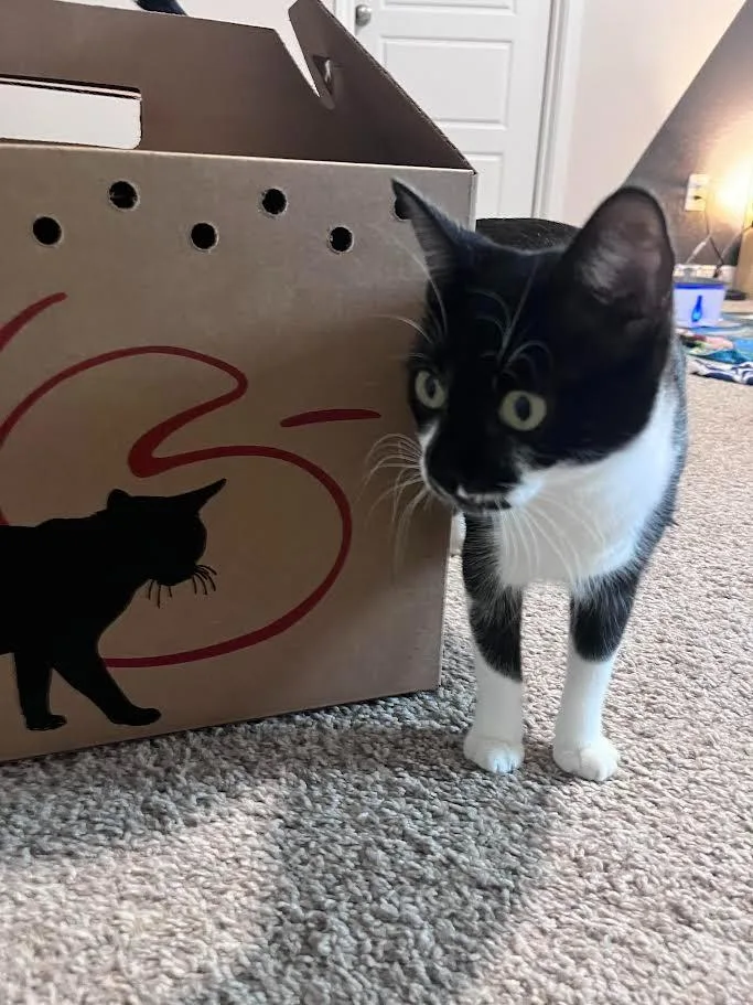 A young medium-sized female Domestic Short Hair cat named Matcha for adoption in New Braunfels, TX