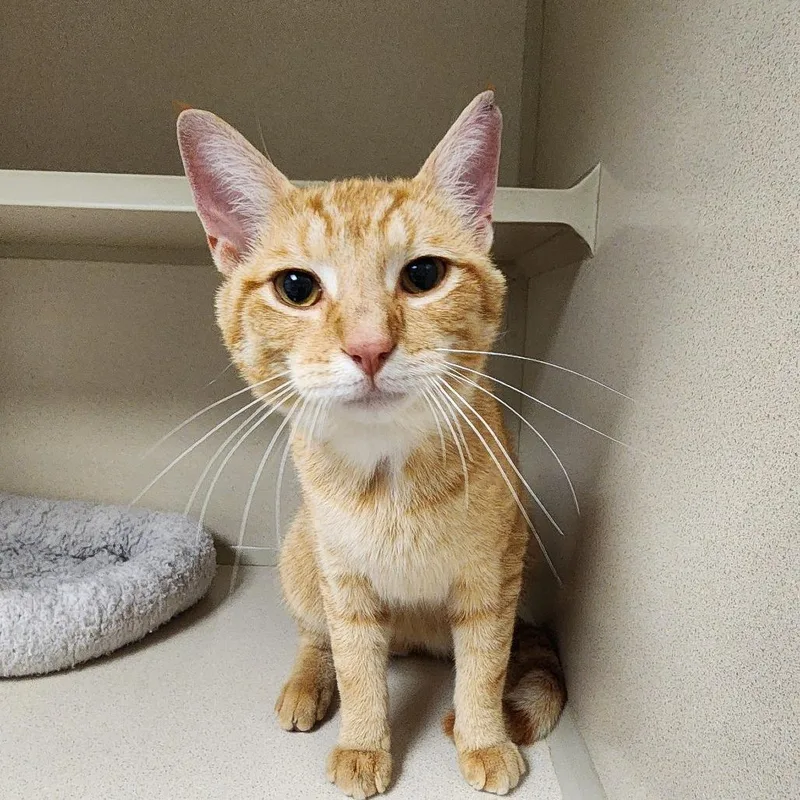 A young medium-sized male Orange & White Domestic Short Hair cat named George for adoption in Beulah, MI
