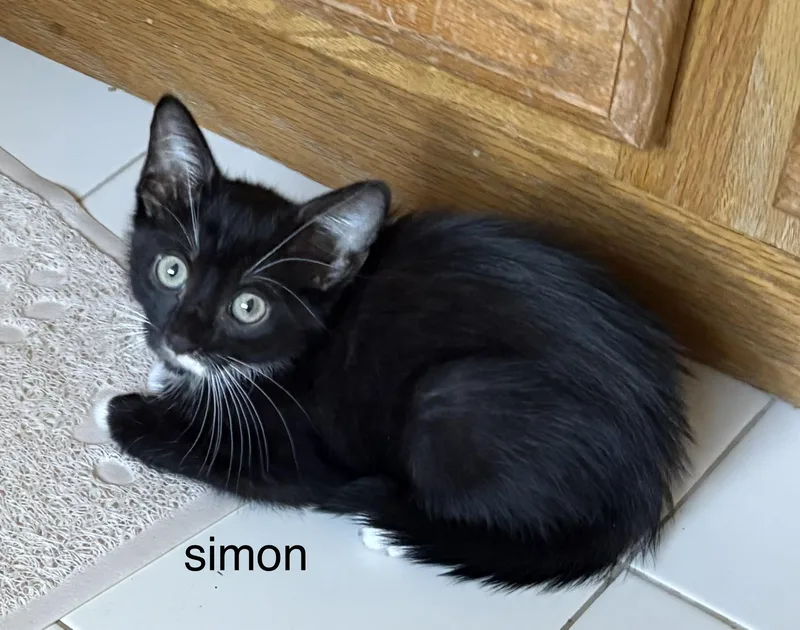 A baby small-sized male Black & White / Tuxedo Domestic Short Hair cat named Simon for adoption in Annapolis, MD
