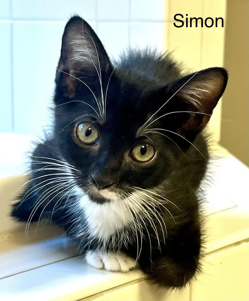 Simon thumbnail 2