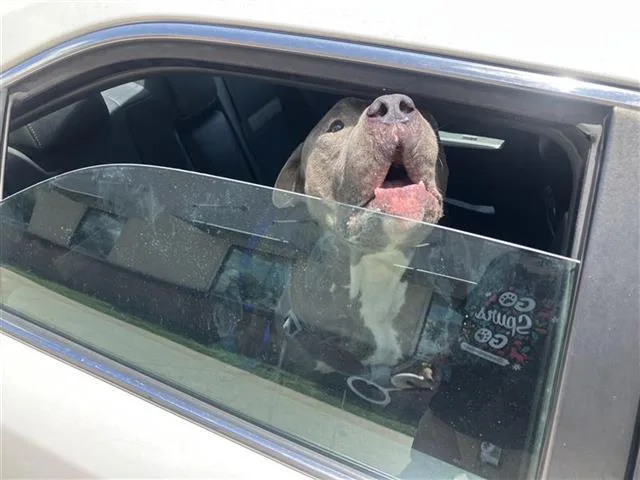 An adult large-sized male American Staffordshire Terrier dog named A for adoption in San Antonio, TX