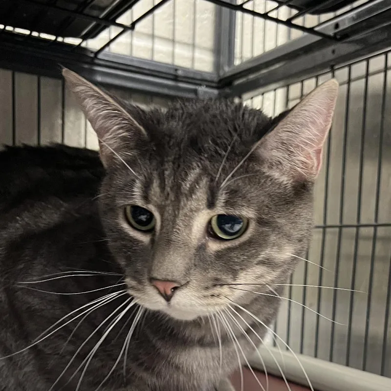 An adult small-sized male Gray / Blue / Silver Domestic Short Hair cat named Jaxc for adoption in East Saint Louis, IL
