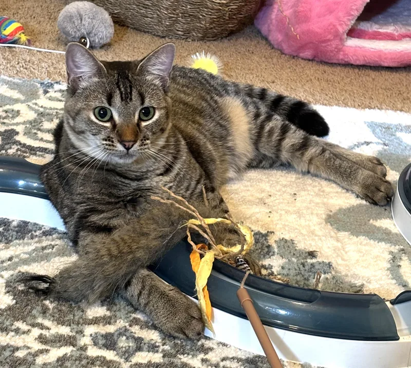 An adult medium-sized female Tabby cat named Sadie for adoption in Bentonville, AR