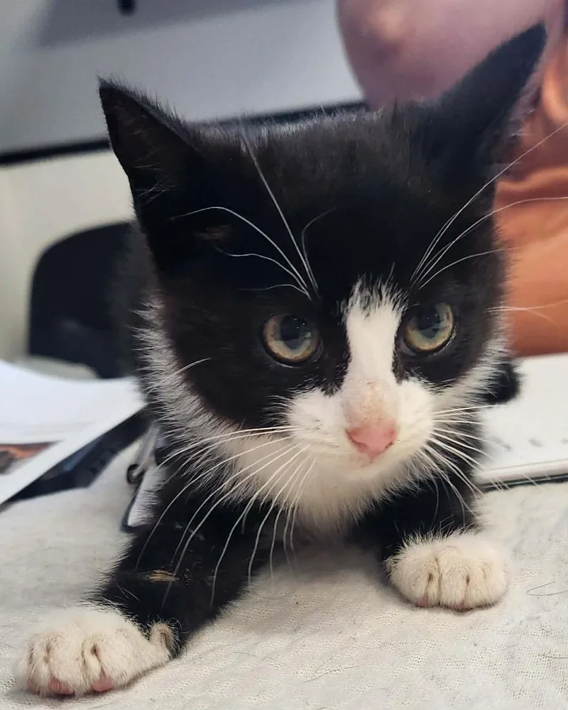 A baby small-sized female Domestic Short Hair cat named Kimberly for adoption in Republic, MO