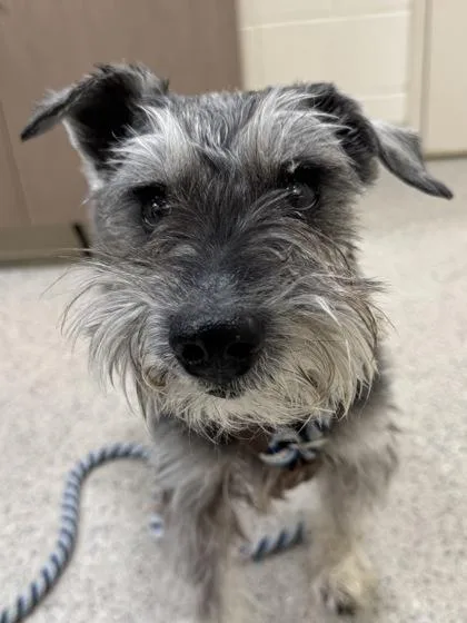An adult small-sized male Schnauzer dog named Rowdy for adoption in Fishers, IN