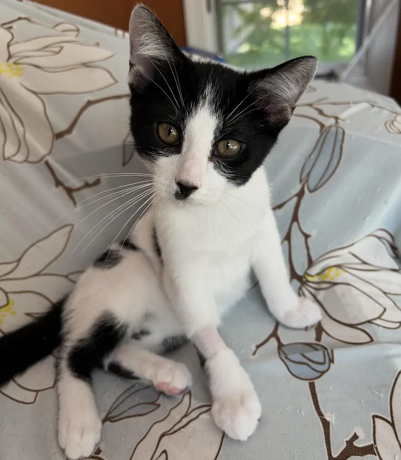 A baby small-sized male Black & White / Tuxedo Domestic Short Hair cat named Buttons for adoption in Maineville, OH