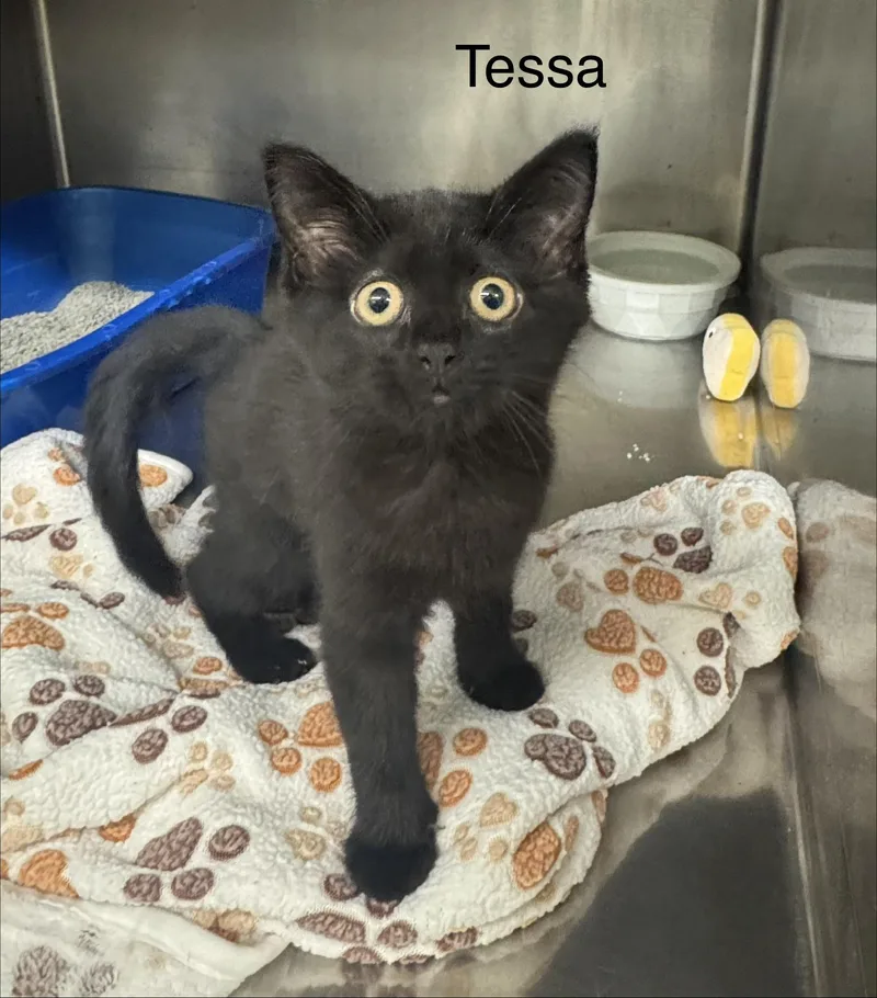 A baby medium-sized female Black Domestic Short Hair cat named Tessa for adoption in Ulster, PA