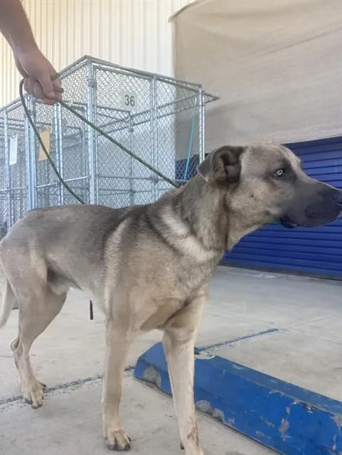 Cody  URGENT
