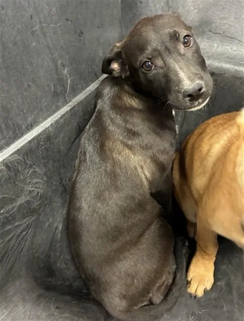 A baby large-sized female Labrador Retriever dog named Domino for adoption in Phoenix, AZ
