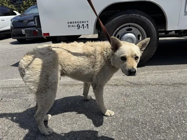 An adult medium-sized male Labrador Retriever dog named Toby for adoption in Santa Monica, CA