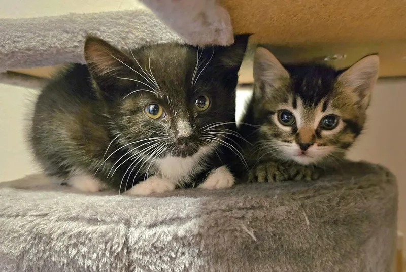 A baby small-sized female Black & White / Tuxedo Domestic Short Hair cat named Robin for adoption in Vancouver, WA