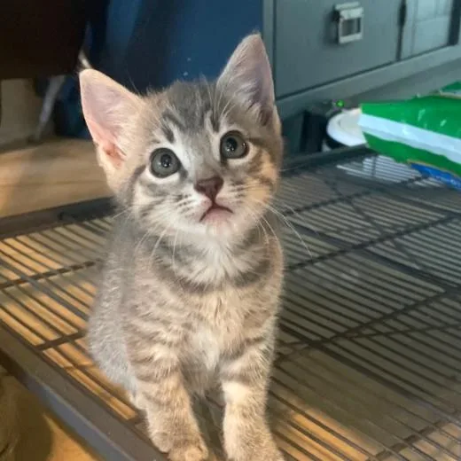 A baby small-sized female Gray / Blue / Silver Domestic Short Hair cat named Toppy for adoption in Bradenton, FL