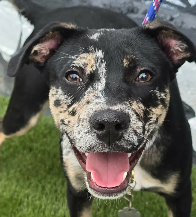 A baby medium-sized male Tricolor (Brown, Black, & White) Catahoula Leopard Dog dog named George for adoption in Newport, TN