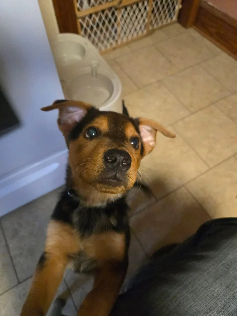 A baby medium-sized male Terrier dog named Finch for adoption in New London, WI