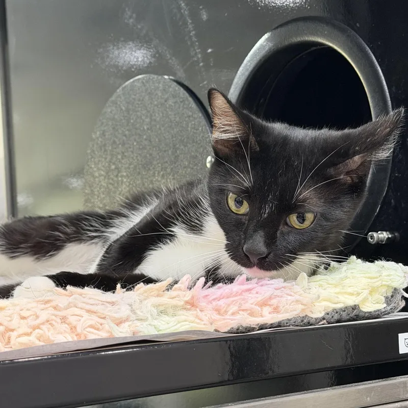 An adult medium-sized male Black & White / Tuxedo Domestic Short Hair cat named Dapper for adoption in Sherman, TX