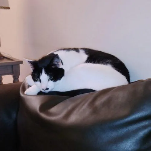 Oreo
