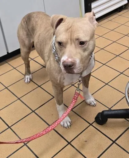 An adult medium-sized male Pit Bull Terrier dog named Hershal for adoption in Gainesville, FL