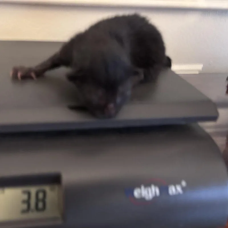 Edgar