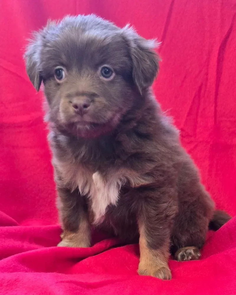 A baby medium-sized female Mixed Breed dog named Mavis for adoption in Murphysboro, IL
