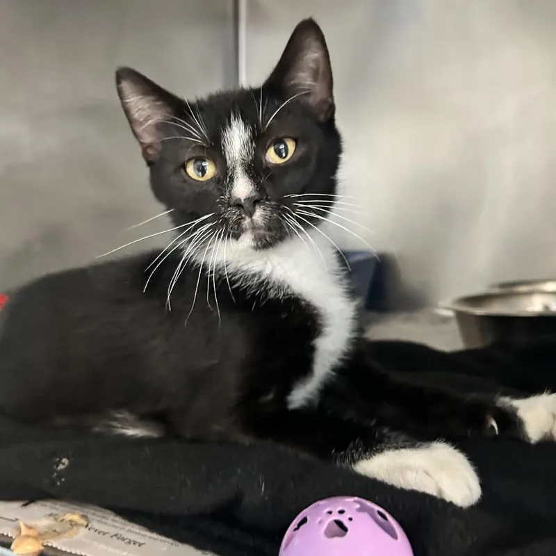 A baby small-sized male Black Domestic Short Hair cat named Arctic Puffin for adoption in Newport, NC