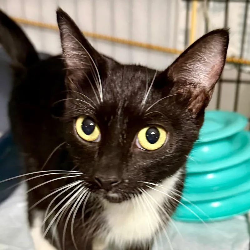 A young small-sized female Black Domestic Short Hair cat named Eclipse for adoption in Kansas City, MO