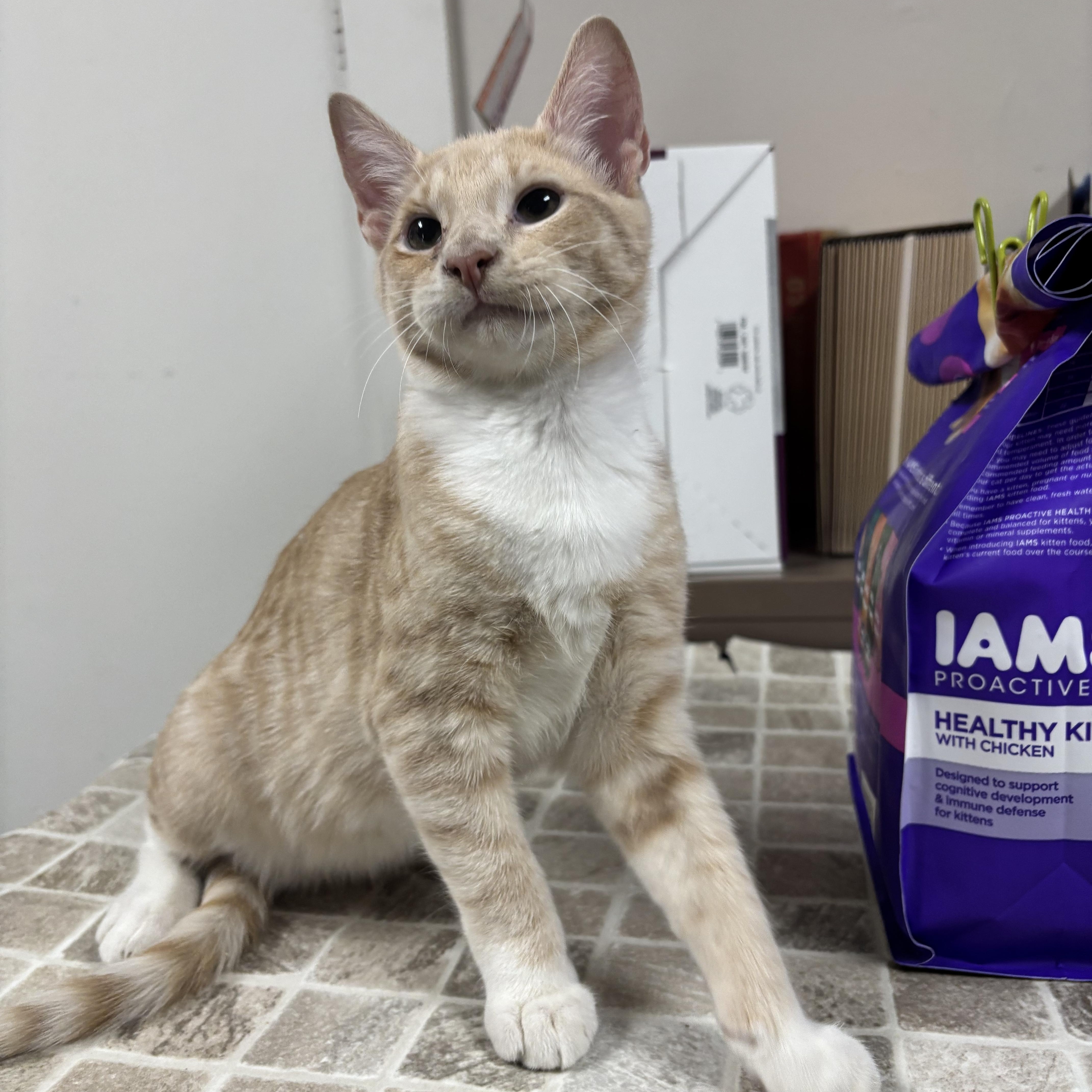 Cheesecake thumbnail 2