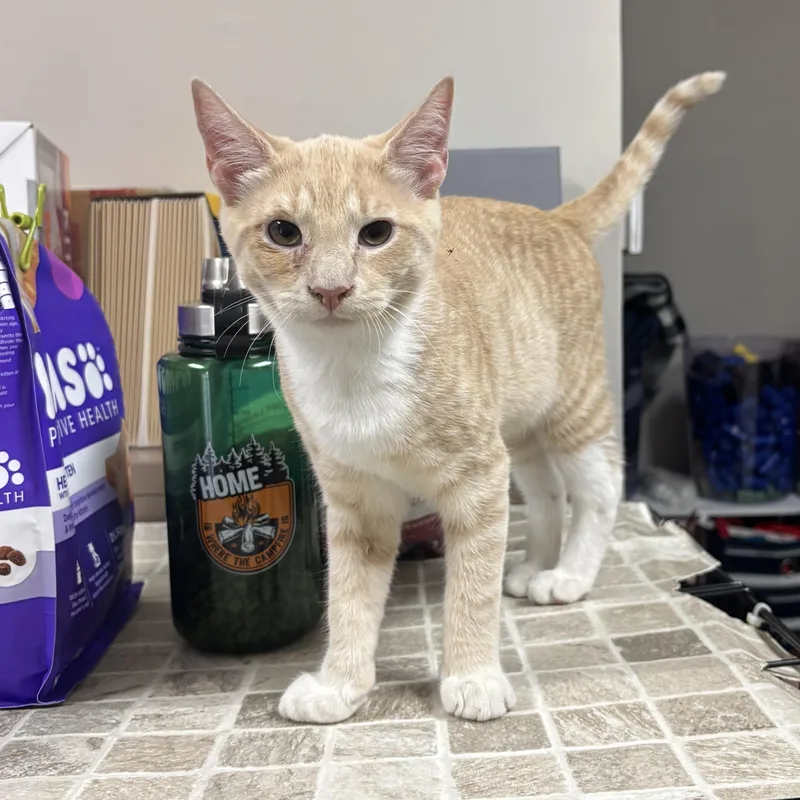 A baby small-sized male Buff / Tan / Fawn Domestic Short Hair cat named Cheesecake for adoption in Statesboro, GA