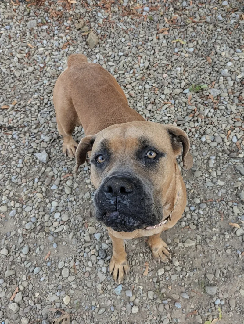 An adult large-sized female Bullmastiff dog named Megan for adoption in Buffalo, NY