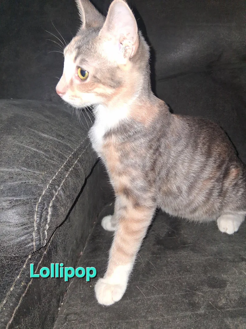 A baby medium-sized female Domestic Short Hair cat named Lollipop for adoption in Glendale, AZ