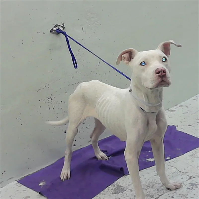 A young medium-sized female Dogo Argentino dog named Killo for adoption in Houston, TX
