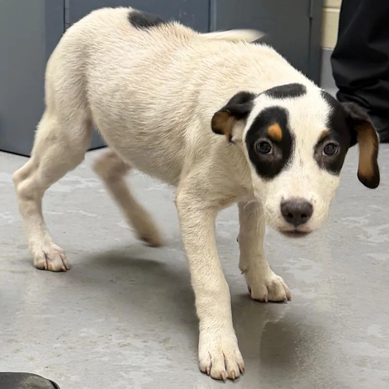 A baby small-sized female White / Cream Mixed Breed dog named Daphne for adoption in Springboro, OH
