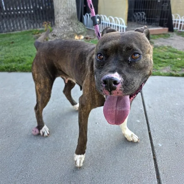A senior large-sized female Pit Bull Terrier dog named Stella for adoption in Long Beach, CA