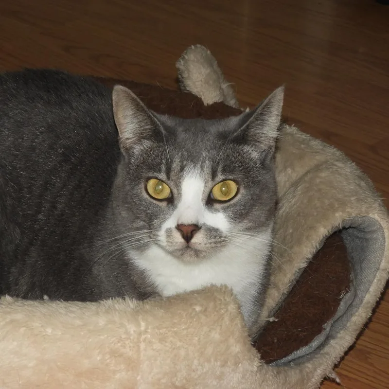 An adult medium-sized female Domestic Short Hair cat named Dora for adoption in Hailey, ID