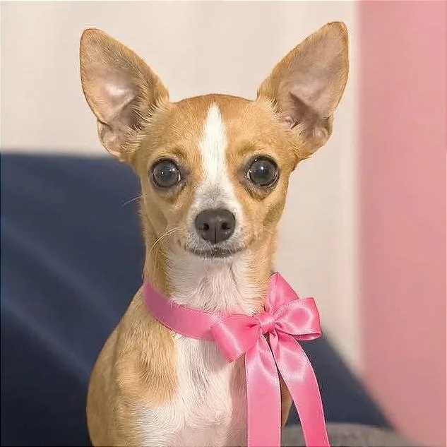 Minnie Cooper thumbnail 2